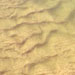 Dunes and ripples migrating along the bed of the Niobrara River, USA