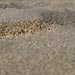 Coarse sorting in the lee of bedforms, South Saskatchewan River, Canada