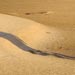 Large dunes exposed along the Paran&aacute; River, Argentina